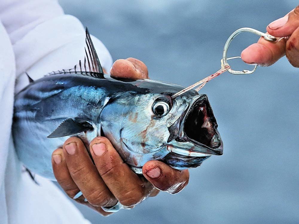 Cómo usar la carnada viva para la pesca de Marlin – Servicios Nauticos